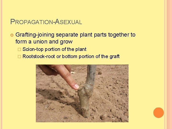 PROPAGATION-ASEXUAL Grafting-joining separate plant parts together to form a union and grow � Scion-top