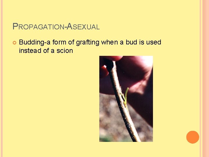 PROPAGATION-ASEXUAL Budding-a form of grafting when a bud is used instead of a scion