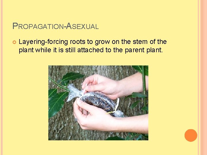 PROPAGATION-ASEXUAL Layering-forcing roots to grow on the stem of the plant while it is