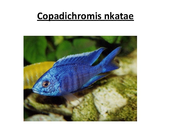 Copadichromis nkatae 