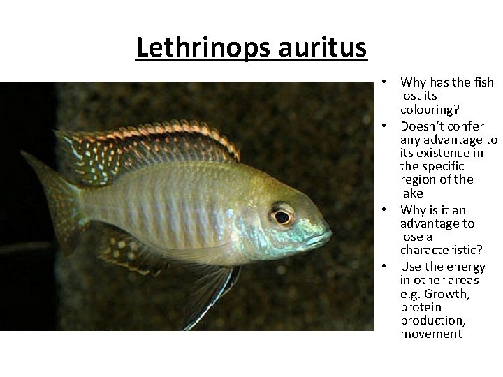 Lethrinops auritus • Why has the fish lost its colouring? • Doesn’t confer any