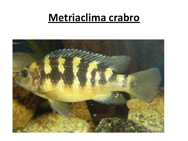 Metriaclima crabro 