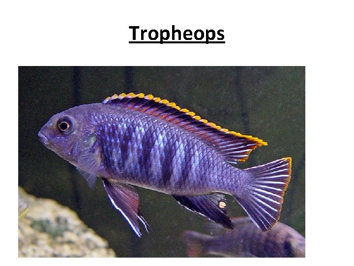 Tropheops 