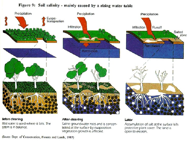 Food and Agriculture Picture Salinization Section 1 