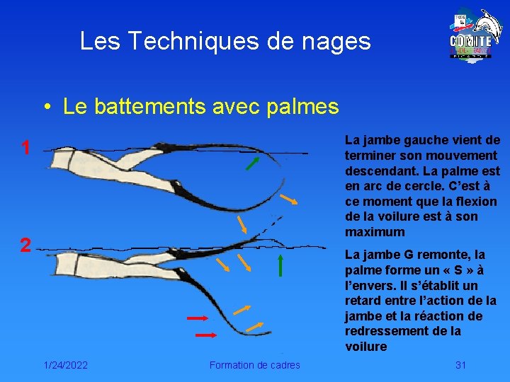 Les Techniques de nages • Le battements avec palmes La jambe gauche vient de