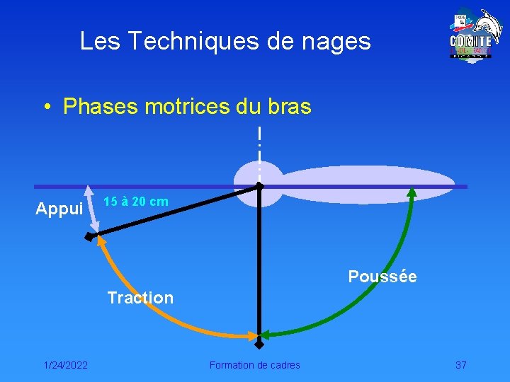 Les Techniques de nages • Phases motrices du bras Appui 15 à 20 cm