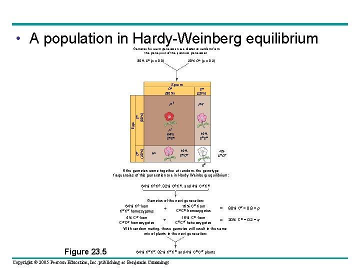  • A population in Hardy-Weinberg equilibrium Gametes for each generation are drawn at