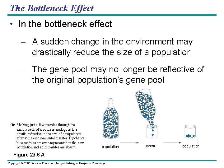 The Bottleneck Effect • In the bottleneck effect – A sudden change in the