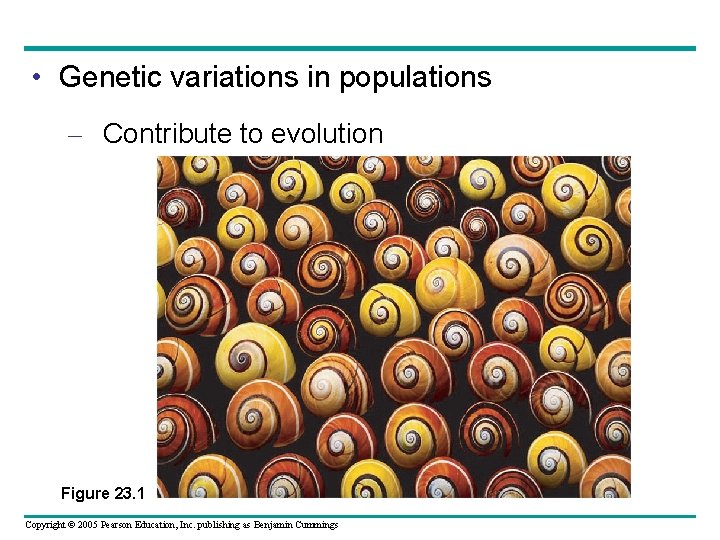  • Genetic variations in populations – Contribute to evolution Figure 23. 1 Copyright