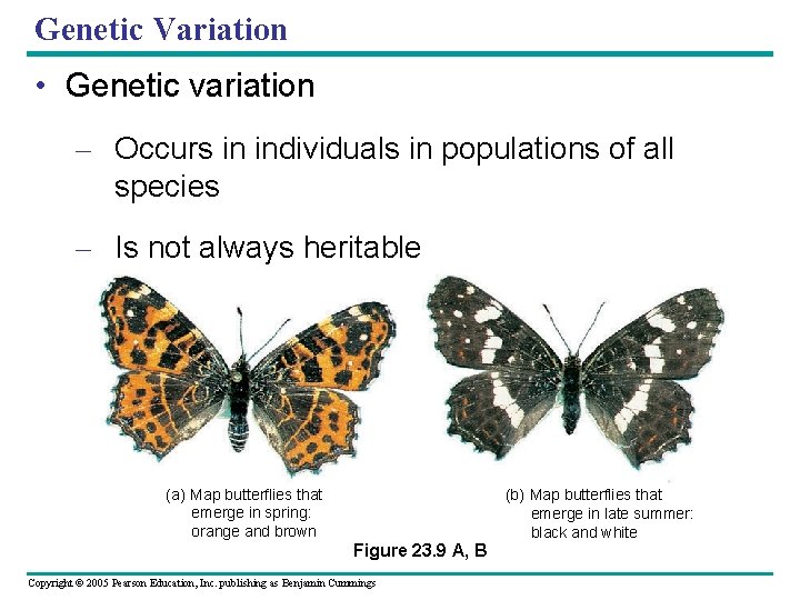 Genetic Variation • Genetic variation – Occurs in individuals in populations of all species