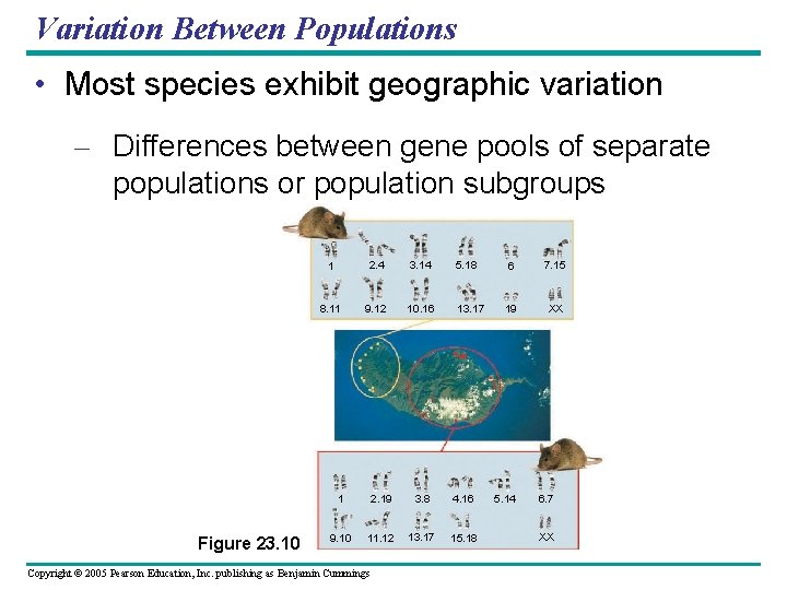 Variation Between Populations • Most species exhibit geographic variation – Differences between gene pools