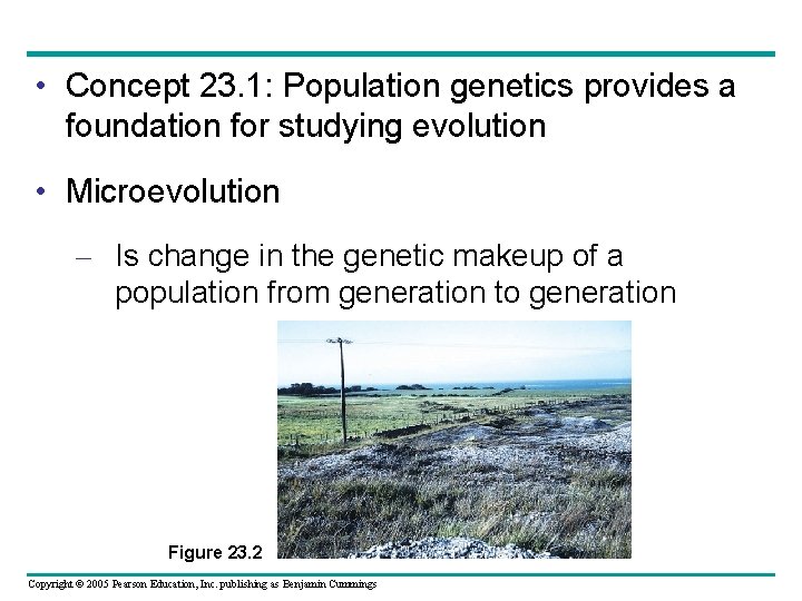  • Concept 23. 1: Population genetics provides a foundation for studying evolution •