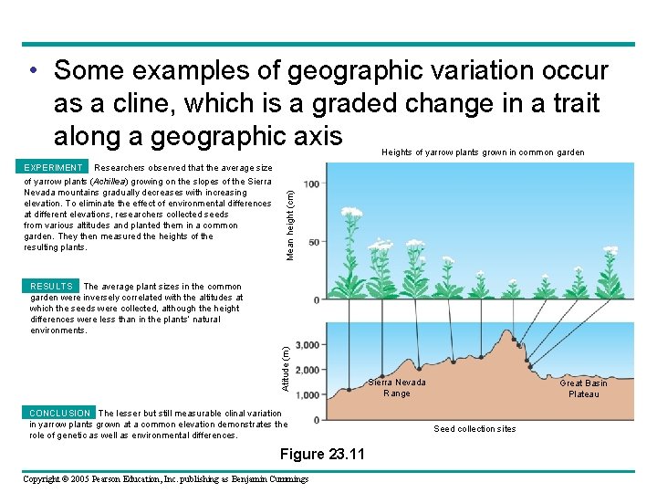  • Some examples of geographic variation occur as a cline, which is a