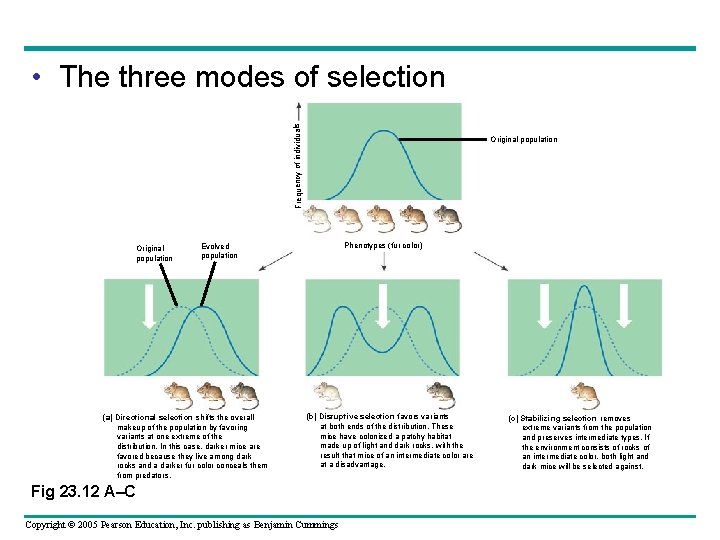 Frequency of individuals • The three modes of selection Original population Phenotypes (fur color)