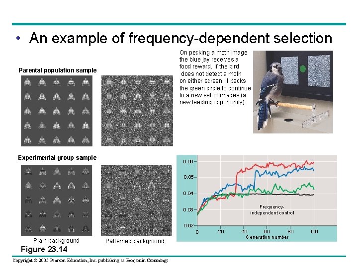  • An example of frequency-dependent selection On pecking a moth image the blue