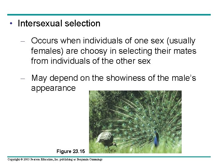 • Intersexual selection – Occurs when individuals of one sex (usually females) are • Intersexual selection – Occurs when individuals of one sex (usually females) are