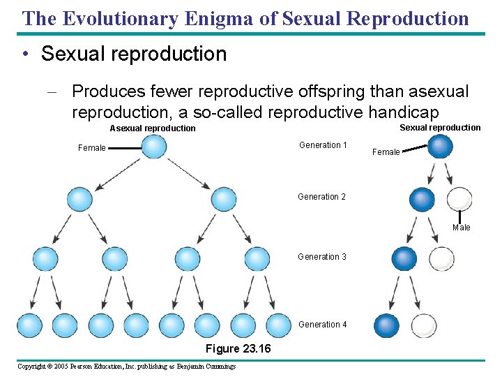 The Evolutionary Enigma of Sexual Reproduction • Sexual reproduction – Produces fewer reproductive offspring