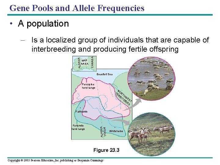 Gene Pools and Allele Frequencies • A population MAP AREA CANADA ALASKA – Is