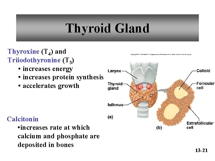 Thyroid Gland Thyroxine (T 4) and Triiodothyronine (T 3) • increases energy • increases