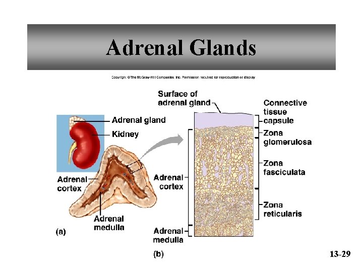 Adrenal Glands 13 -29 
