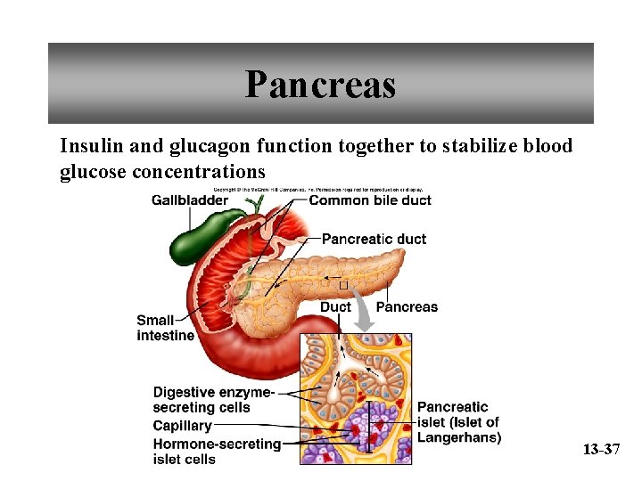 Pancreas Insulin and glucagon function together to stabilize blood glucose concentrations 13 -37 