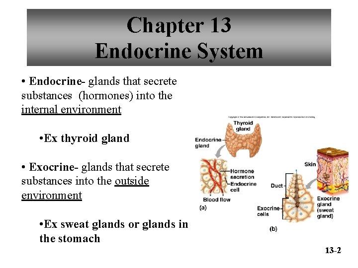 Chapter 13 Endocrine System • Endocrine- glands that secrete substances (hormones) into the internal