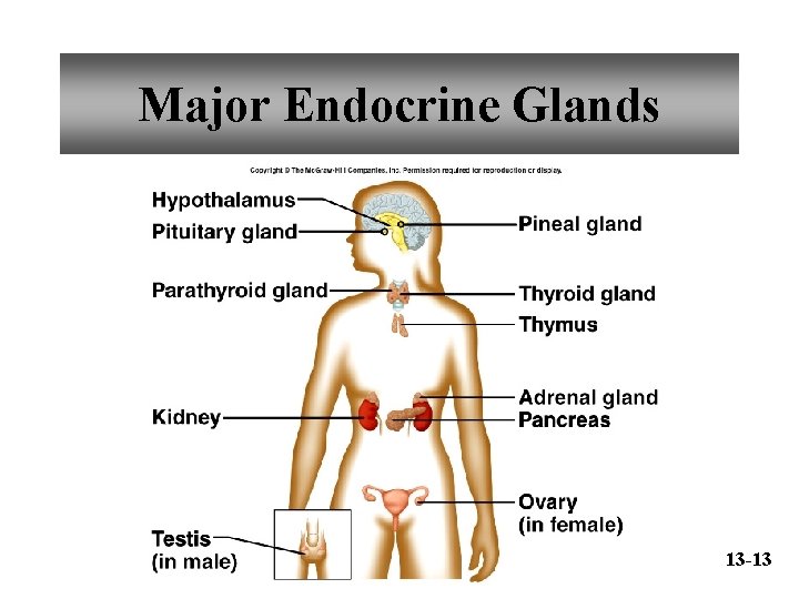 Major Endocrine Glands 13 -13 
