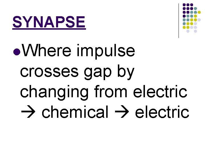 SYNAPSE l. Where impulse crosses gap by changing from electric chemical electric 