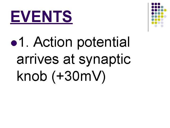 EVENTS l 1. Action potential arrives at synaptic knob (+30 m. V) 