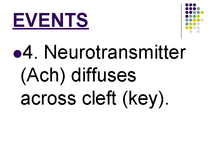 EVENTS l 4. Neurotransmitter (Ach) diffuses across cleft (key). 