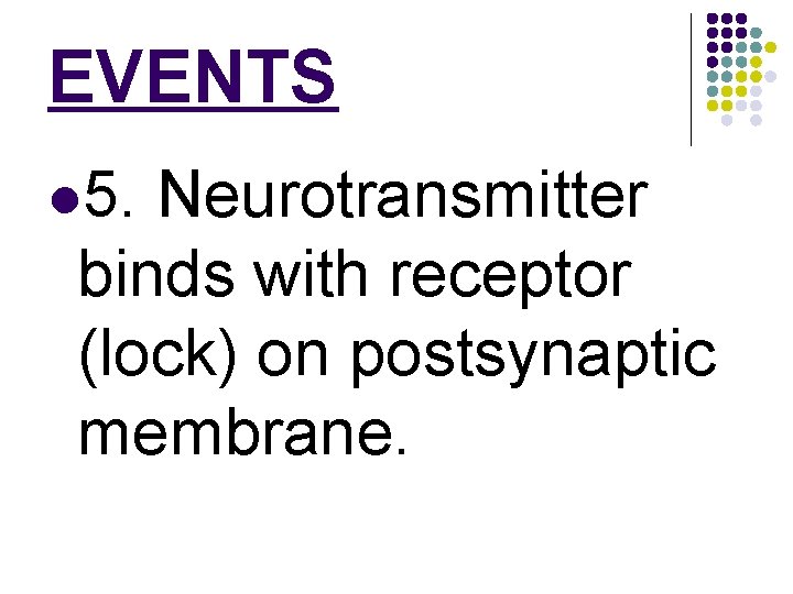 EVENTS l 5. Neurotransmitter binds with receptor (lock) on postsynaptic membrane. 