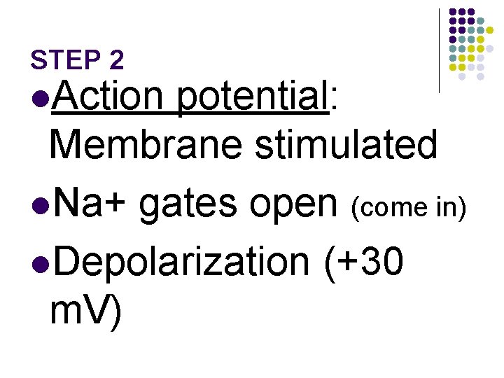 STEP 2 l. Action potential: Membrane stimulated l. Na+ gates open (come in) l.