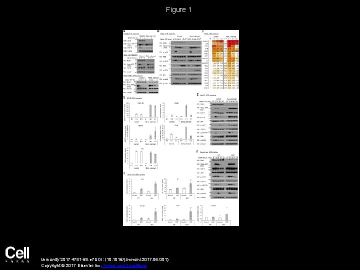 Figure 1 Immunity 2017 4751 -65. e 7 DOI: (10. 1016/j. immuni. 2017. 06.