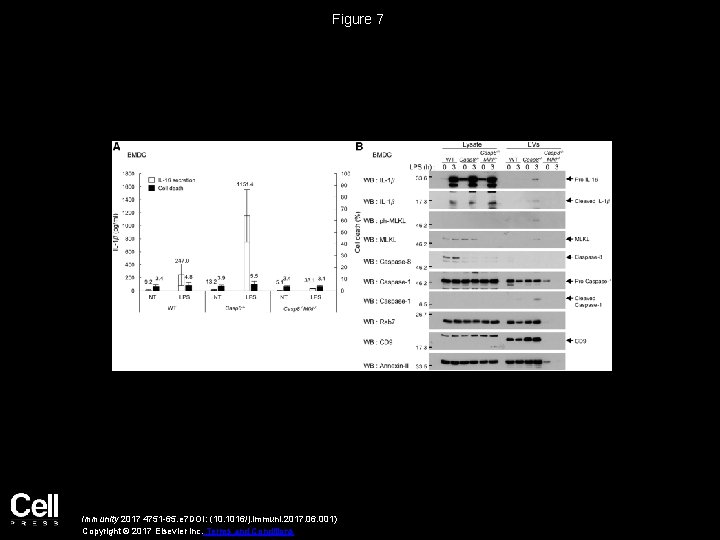 Figure 7 Immunity 2017 4751 -65. e 7 DOI: (10. 1016/j. immuni. 2017. 06.