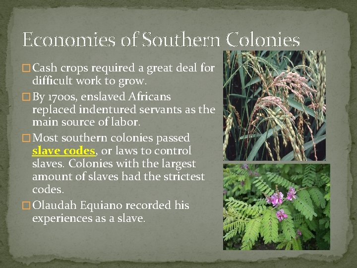 Economies of Southern Colonies � Cash crops required a great deal for difficult work