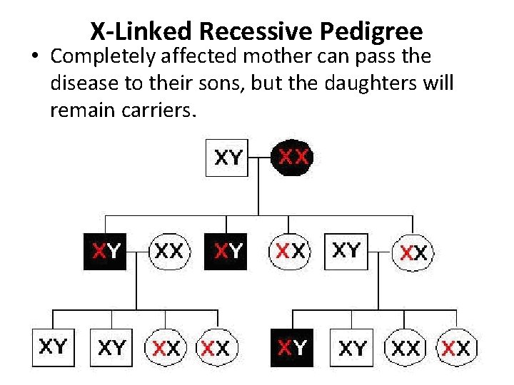 X-Linked Recessive Pedigree • Completely affected mother can pass the disease to their sons,