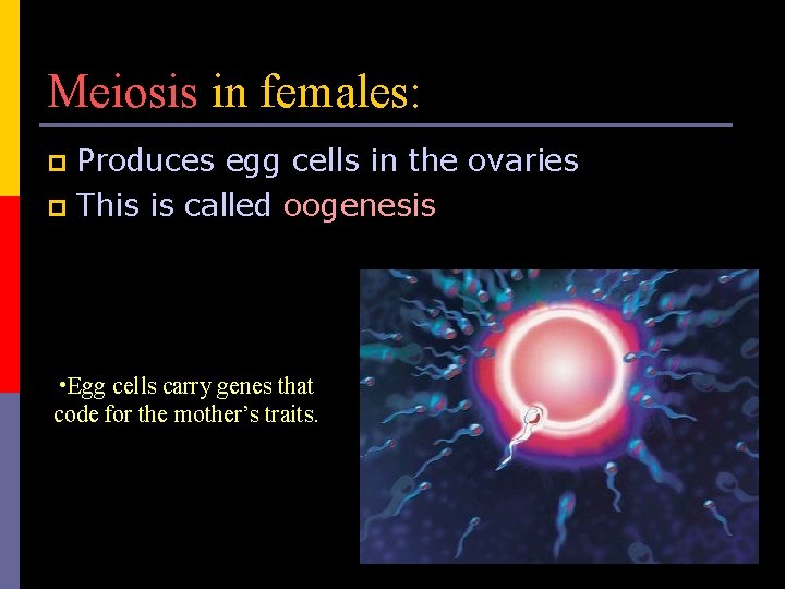 Meiosis in females: Produces egg cells in the ovaries p This is called oogenesis