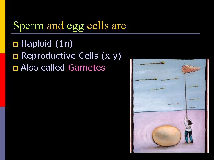 Sperm and egg cells are: Haploid (1 n) p Reproductive Cells (x y) p