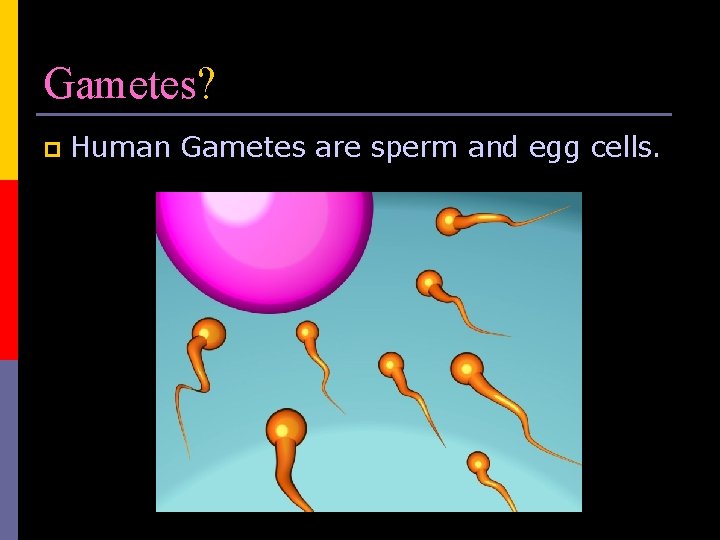 Gametes? p Human Gametes are sperm and egg cells. 