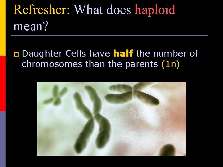 Refresher: What does haploid mean? p Daughter Cells have half the number of chromosomes