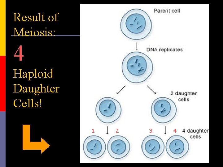 Result of Meiosis: 4 Haploid Daughter Cells! 1 2 3 4 