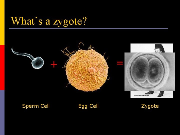 What’s a zygote? = + Sperm Cell Egg Cell Zygote 
