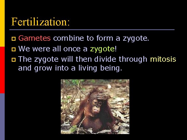 Fertilization: Gametes combine to form a zygote. p We were all once a zygote!