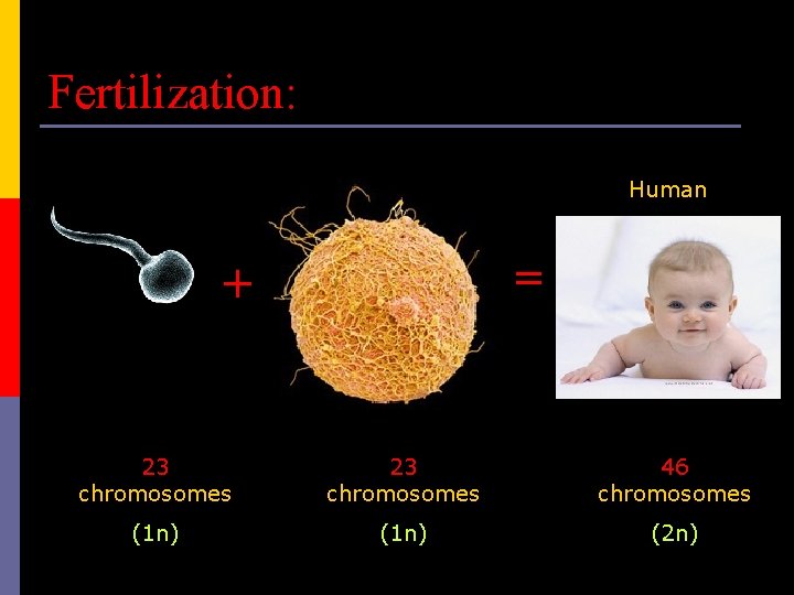 Fertilization: Human = + 23 chromosomes 46 chromosomes (1 n) (2 n) 