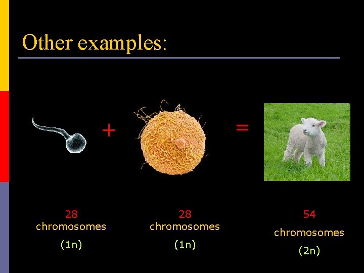 Other examples: = + 28 chromosomes (1 n) 54 chromosomes (2 n) 