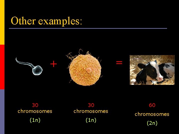 Other examples: = + 30 chromosomes (1 n) 60 chromosomes (2 n) 