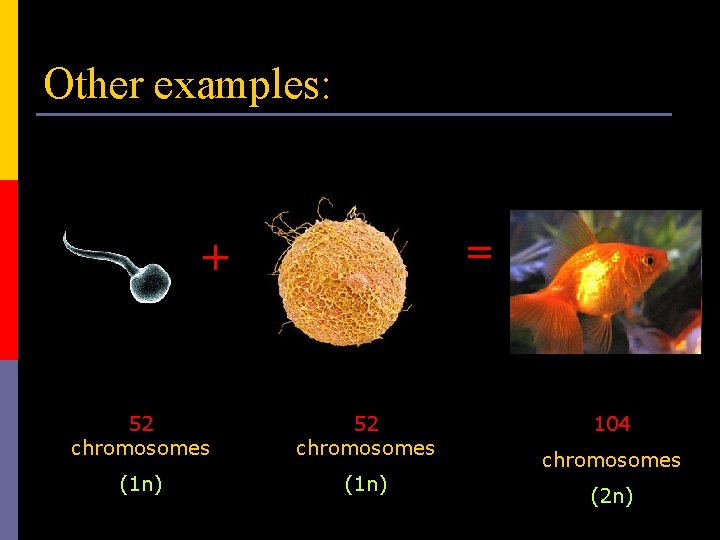 Other examples: = + 52 chromosomes (1 n) 104 chromosomes (2 n) 