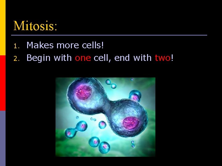 Mitosis: 1. 2. Makes more cells! Begin with one cell, end with two! 