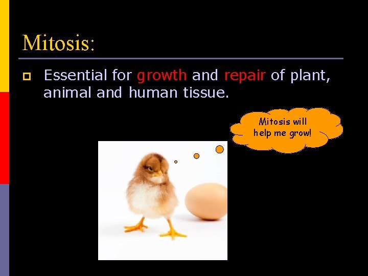 Mitosis: p Essential for growth and repair of plant, animal and human tissue. Mitosis