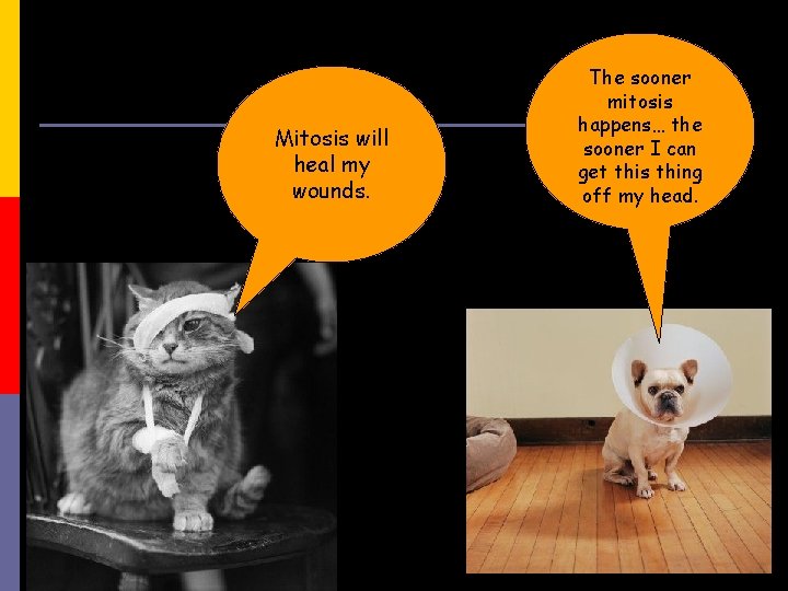 Mitosis will heal my wounds. The sooner mitosis happens… the sooner I can get